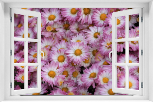 Fototapeta Naklejka Na Ścianę Okno 3D - Close up view of pink Chrysanthemum flowers in the pot