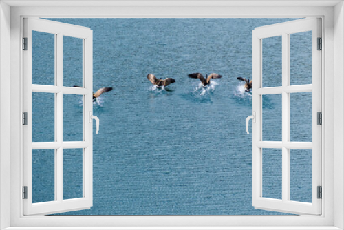 Fototapeta Naklejka Na Ścianę Okno 3D - goose in flight