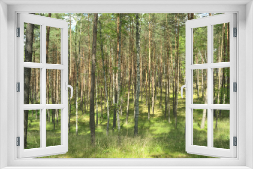 Fototapeta Naklejka Na Ścianę Okno 3D - Las (drzewa liściaste i iglaste)
