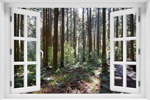 Fototapeta Naklejka Na Ścianę Okno 3D - refreshing pathway in the sunny forest