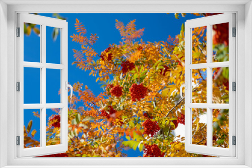Fototapeta Naklejka Na Ścianę Okno 3D - A branch of red mountain ash with clusters of berries on a background of yellow leaves. Close-up nature details. Sunny weather of the autumn season. Warm autumn calm landscape.