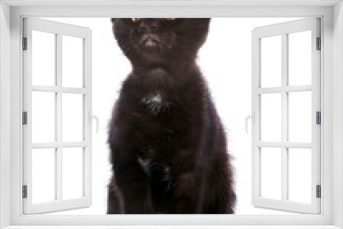 Fototapeta Naklejka Na Ścianę Okno 3D - The black kitten.