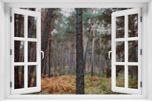 Fototapeta Naklejka Na Ścianę Okno 3D - forest in autumn