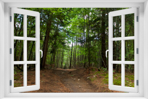 Fototapeta Naklejka Na Ścianę Okno 3D - Beautiful scenic view of dirt road in wild state forest on hardy road in wilmington new york with lush vegetation and tall trees.