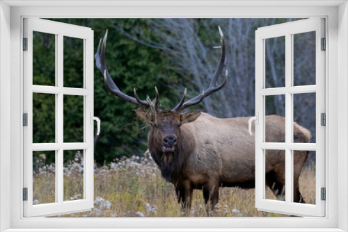Fototapeta Naklejka Na Ścianę Okno 3D - Bull elk in Rocky Mountain National Park