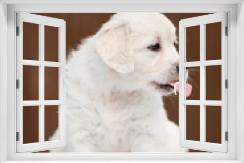 Fototapeta Naklejka Na Ścianę Okno 3D - funny golden retriever puppy showing tongue