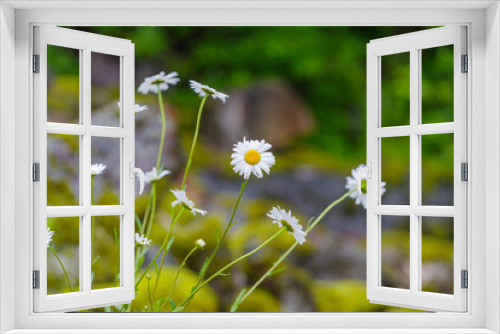 Fototapeta Naklejka Na Ścianę Okno 3D - daisy flowers