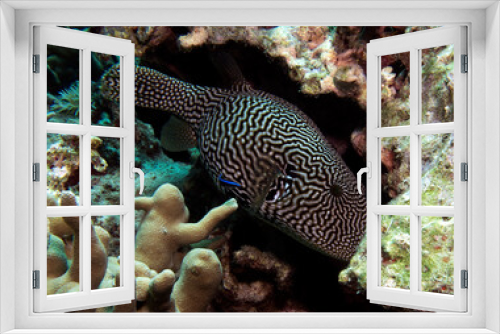 Fototapeta Naklejka Na Ścianę Okno 3D - A Mappa Pufferfish in a shallow reef Boracay Island Philippines