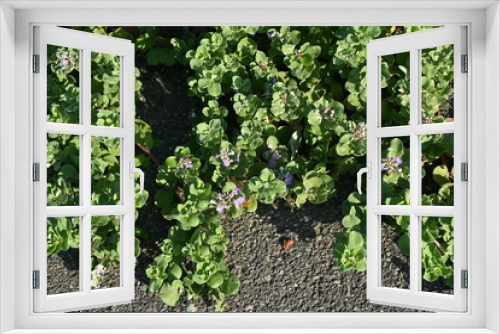 Fototapeta Naklejka Na Ścianę Okno 3D - ハマゴウの花と実