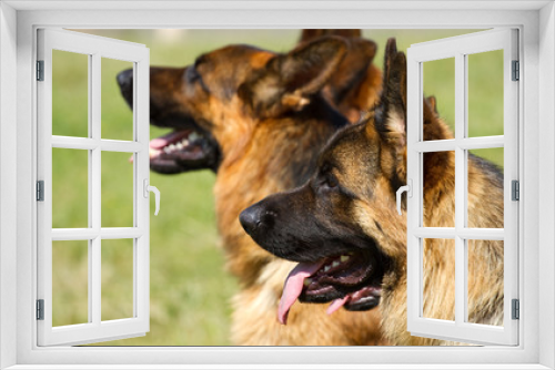 Fototapeta Naklejka Na Ścianę Okno 3D - German Shepherd Dogs