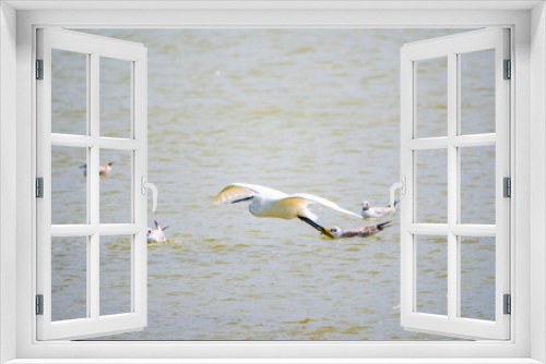 Fototapeta Naklejka Na Ścianę Okno 3D - The flight of the little egret or Small White Heron.