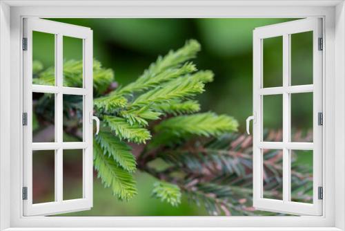 Fototapeta Naklejka Na Ścianę Okno 3D - Spruce branches in spring close-up. Natural coniferous green background