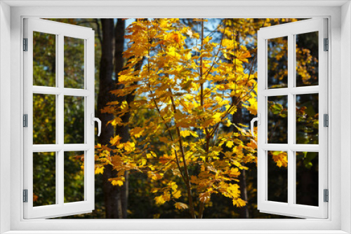 Fototapeta Naklejka Na Ścianę Okno 3D - Yellow maple crown in autumn park.