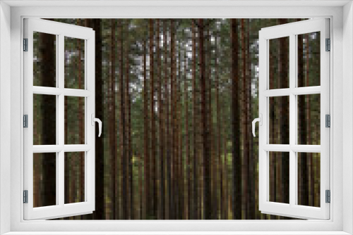Fototapeta Naklejka Na Ścianę Okno 3D - green wild pine tree forest