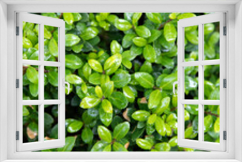 Fototapeta Naklejka Na Ścianę Okno 3D - background texture macro green leaves
