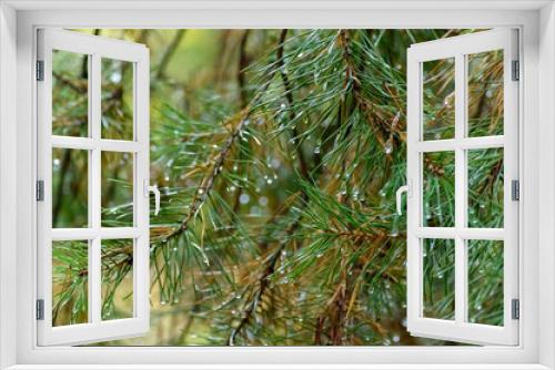 Fototapeta Naklejka Na Ścianę Okno 3D - spruce branch with dew drops close-up