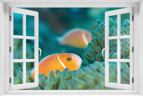 Fototapeta Naklejka Na Ścianę Okno 3D - Pink Skunk Clownfish in Anemone