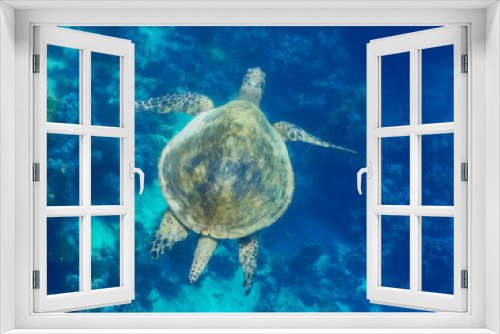 Fototapeta Naklejka Na Ścianę Okno 3D - green sea turtle swims over corals in the red sea egypt