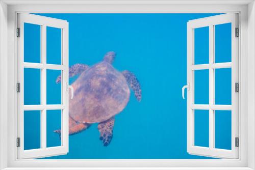 Fototapeta Naklejka Na Ścianę Okno 3D - wonderful hawksbill turtle in blue water while diving