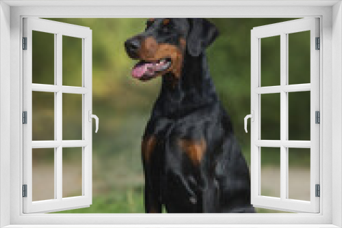 Fototapeta Naklejka Na Ścianę Okno 3D - adult dog doberman pinscher portrait with floppy ears