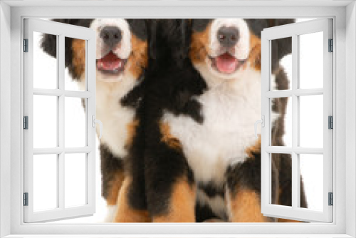 Fototapeta Naklejka Na Ścianę Okno 3D - Two bernese sennenhund puppies