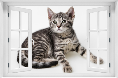 Fototapeta Naklejka Na Ścianę Okno 3D - little kitten