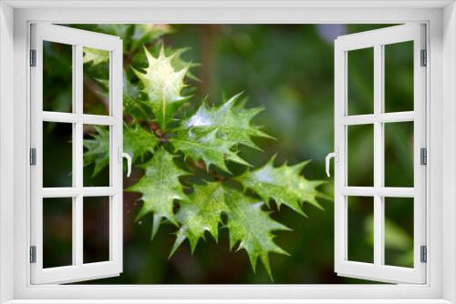 Fototapeta Naklejka Na Ścianę Okno 3D - ヒイラギの葉