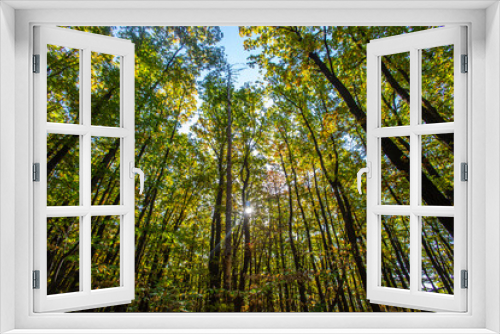 Fototapeta Naklejka Na Ścianę Okno 3D - colorful autumn forest
