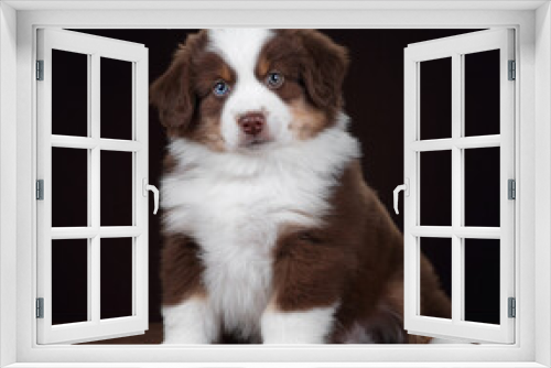 Fototapeta Naklejka Na Ścianę Okno 3D - Cute fluffy miniature american shepherd puppy
