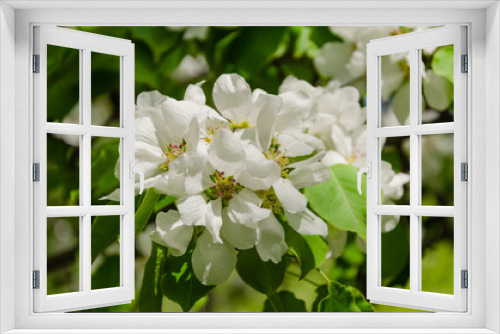 Fototapeta Naklejka Na Ścianę Okno 3D - Branches of a blooming apple tree on a summer day.