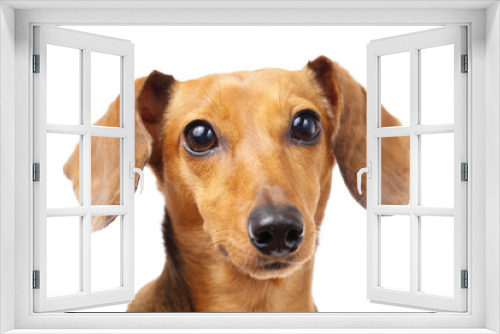 Fototapeta Naklejka Na Ścianę Okno 3D - Dachshund dog close up