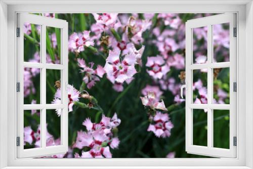 Fototapeta Naklejka Na Ścianę Okno 3D - View of Dianthus chinensis in park