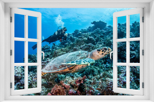 Fototapeta Naklejka Na Ścianę Okno 3D - Hawksbill sea turtle with diver
