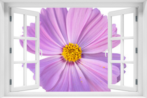 Fototapeta Naklejka Na Ścianę Okno 3D - Pink cosmos flower isolated on transparent background