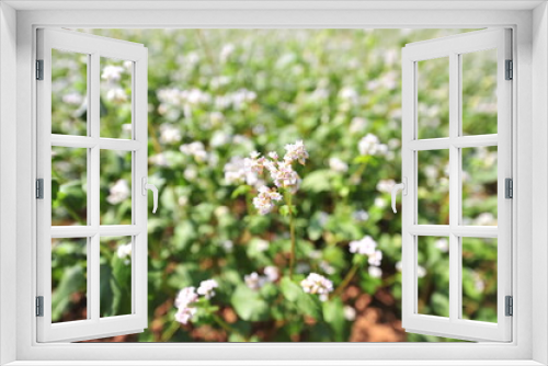 Fototapeta Naklejka Na Ścianę Okno 3D - a buckwheat flower garden