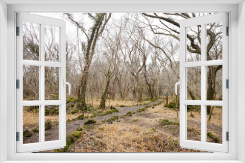 Fototapeta Naklejka Na Ścianę Okno 3D - winter path through bare trees