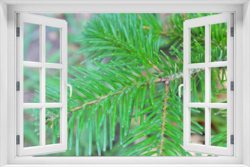 Fototapeta Naklejka Na Ścianę Okno 3D - Green spruce branch close-up macro photo.