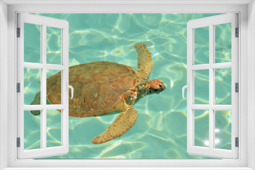 Fototapeta Naklejka Na Ścianę Okno 3D - Green sea turtle. Exuma, Bahamas