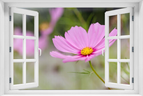 Fototapeta Naklejka Na Ścianę Okno 3D - Pink Cosmos flowers in a garden