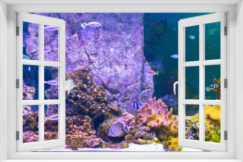 Fototapeta Naklejka Na Ścianę Okno 3D - Panoramic aquarium with tropical fish and corals
