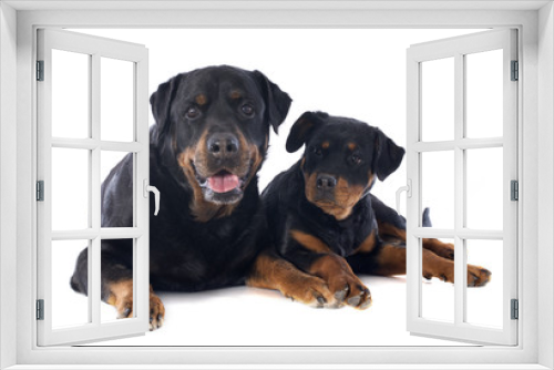 Fototapeta Naklejka Na Ścianę Okno 3D - rottweiler, puppy and adult