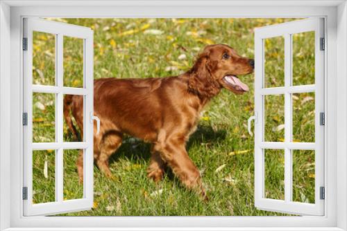 Fototapeta Naklejka Na Ścianę Okno 3D - young brown Irish setter puppy on a green lawn