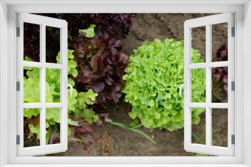 Fototapeta Naklejka Na Ścianę Okno 3D - FU 2021-07-28 FeldLov 26 Im Beet wachsen bunte Salate