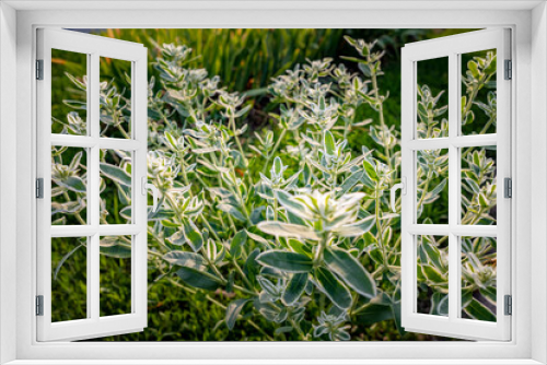 Fototapeta Naklejka Na Ścianę Okno 3D - close up of a grass