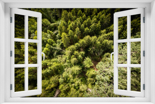 Fototapeta Naklejka Na Ścianę Okno 3D - Drone aerial shot of green pine forests and spring birch groves with beautiful texture of golden treetops. Sunrise in springtime. Sun rays breaking through trees in mountains in golden time