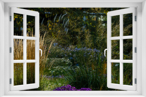 Fototapeta Naklejka Na Ścianę Okno 3D - Decorative grasses and cereals in landscape design. Molinia arundinacea and Reed grass in autumn garden.