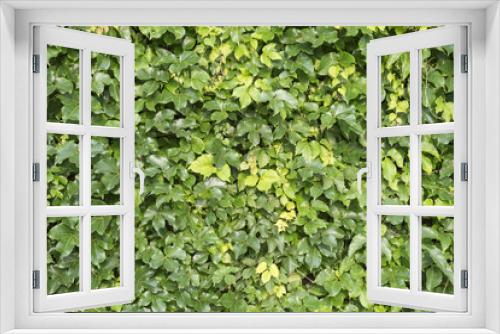 Fototapeta Naklejka Na Ścianę Okno 3D - ivy leaves isolated on a white background