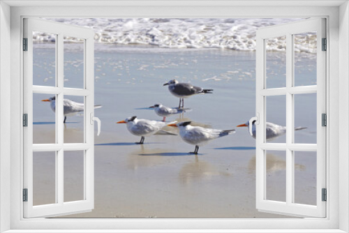 Fototapeta Naklejka Na Ścianę Okno 3D - Amelia Island, Florida, USA: Laughing gulls (Leucophaeus atricilla) and royal terns (Thalasseus maximus) face into the wind at a beach on the Atlantic Ocean.