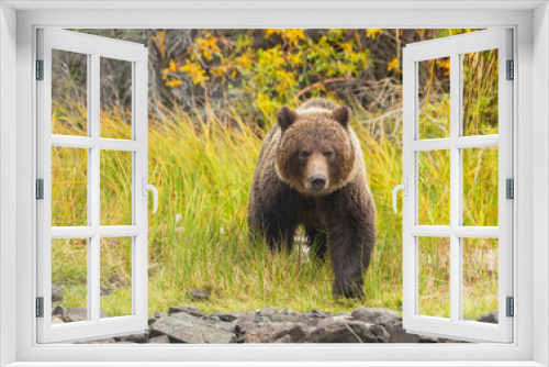 Fototapeta Naklejka Na Ścianę Okno 3D - brown bear in the woods