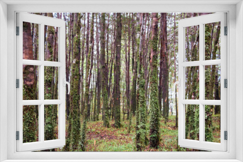 Fototapeta Naklejka Na Ścianę Okno 3D - arboles en el bosque